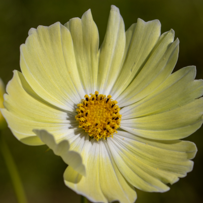 Cosmos lemon crest graines de bambous fr