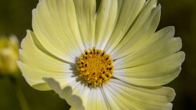 Toutes les Graines de Fleurs