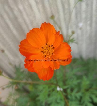 Cosmos Orange Crest GRAINES DE BAMBOUS