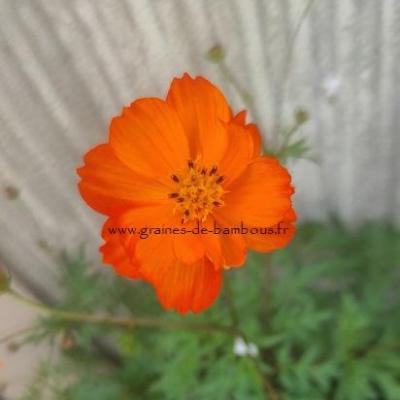 Cosmos sulphureus orangecrest