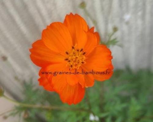 Cosmos orange crest graines de bambous fr 1