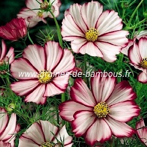 Graines de Cosmos blanc bordés de rose bipinnatus picotée