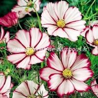 Cosmos picotee semences