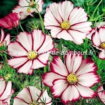 Cosmos picotée réf.719