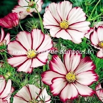 Cosmos Orange Crest GRAINES DE BAMBOUS