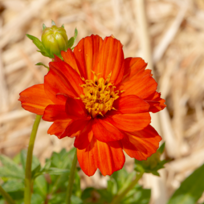 Cosmos red crest www graines de bambous fr