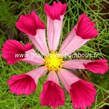 Cosmos seashells graines semences