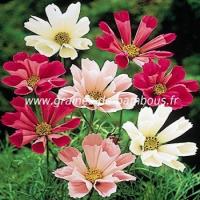 Cosmos seashells graines de bambous fr