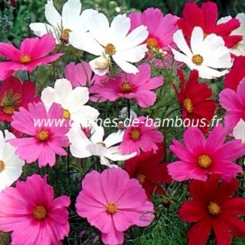 Graines de Cosmos bipinnatus sensation couleurs variées