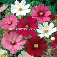 Graines de Cosmos bipinnatus sensation couleurs variées