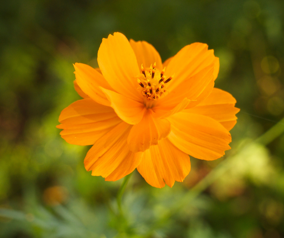 Cosmos Orange Crest GRAINES DE BAMBOUS