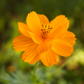 Cosmos sulphureus orangecrest