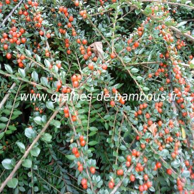 cotoneaster-horizontalis-www-graines-de-bambous-fr-1.jpg