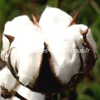 Cotonnier blanc graines de bambous fr