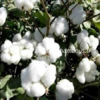 Cotonnier graines de bambous fr