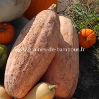 Courge banana jumbo www graines de bambous fr