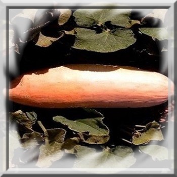 courge-banane-rose-geante-www-graines-de-bambous-fr-www-grainesdebambous-com.jpg