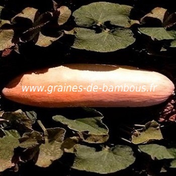 courge-banane-rose-geante-www-graines-de-bambous-fr.jpg