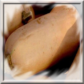 courge-doubeurre-butternut-waltham-noix-de-beurre-www-graines-de-bambous-fr-www-grainesdebambous-com.jpg