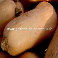 courge-doubeurre-butternut-waltham-noix-de-beurre-www-graines-de-bambous-fr.jpg
