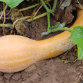Courge longue de nice cucurbita moschata www graines de bambous fr 685 x 450 px 