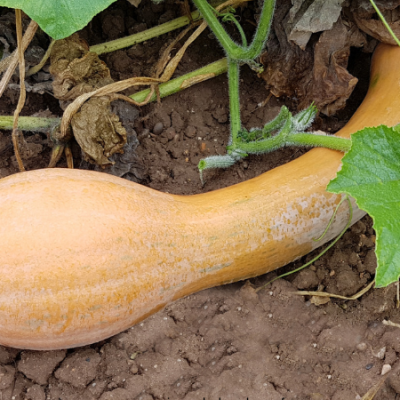 Courge longue de nice cucurbita moschata www graines de bambous fr 685 x 450 px