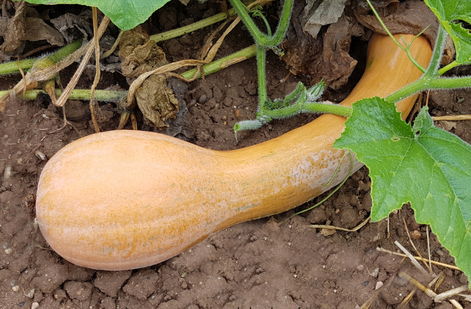 Courge longue de nice cucurbita moschata www graines de bambous fr 685 x 450 px