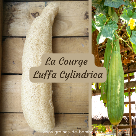 Courge luffa publication www graines de bambous fr