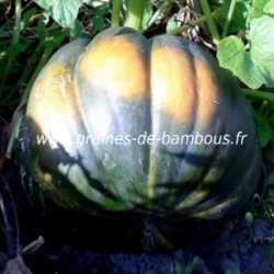 Courge musquee provence