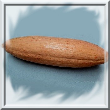 courge-rose-banane-geante-www-graines-de-bambous-fr-www-grainesdebambous-com.jpg