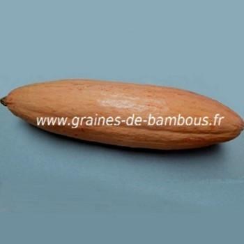 courge-rose-banane-geante-www-graines-de-bambous-fr.jpg