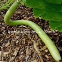 Courge italian cucuzzi graines de bambous fr