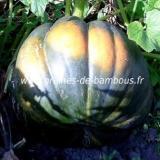 Courge musquee de provence