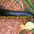 Courgette black beauty du jardin