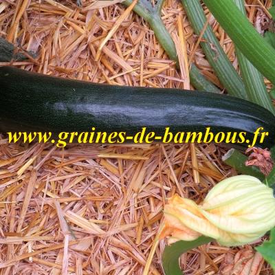 Courgette black beauty du jardin