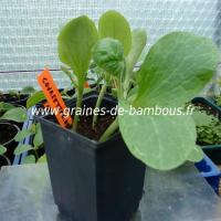 courgette-black-beauty-semis-www-graines-de-bambous-fr.jpg