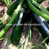 courgette-black-beauty-www-graines-de-bambous-fr-2.jpg