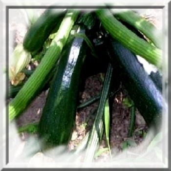 courgette-black-beauty-www-graines-de-bambous-fr-www-grainesdebambous-com.jpg