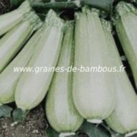 Courgette blanche