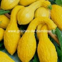 Courgette coutors jaune graines