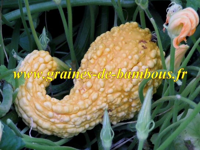 Courgette crookneck ou coutors
