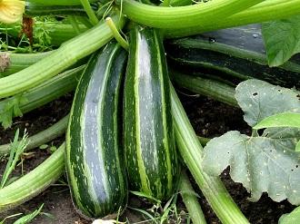 courgette-d-italie-site.jpg