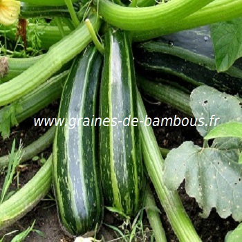 courgette-d-italie-www-graines-de-bambous-fr-1.jpg