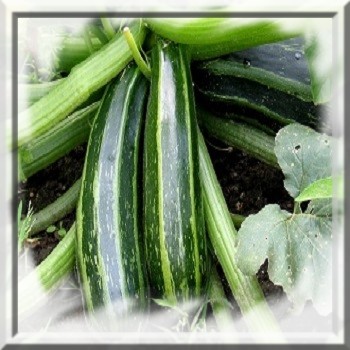 courgette-d-italie-www-graines-de-bambous-fr-www-grainesdebambous-com.jpg