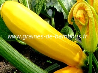 courgette-jaune-www-graines-de-bambous-fr-1.jpg