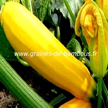 courgette-jaune-www-graines-de-bambous-fr.jpg