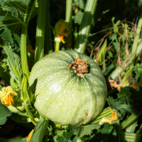 Courgette ronde de nice www graines de bambous fr