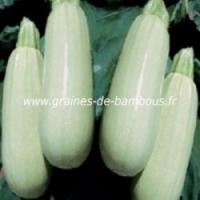 Courgette blanche graines