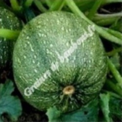 Courgette
