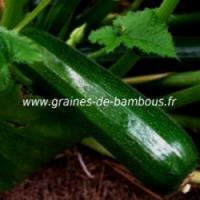 Courgette verte des maraichers graines de bambous fr